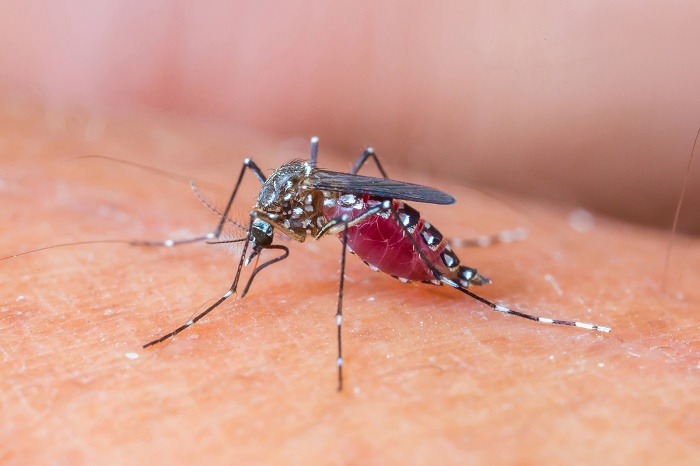 Dengue cases rise in rural Bengal