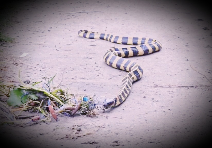 7 feet long snake rescued in fulbari