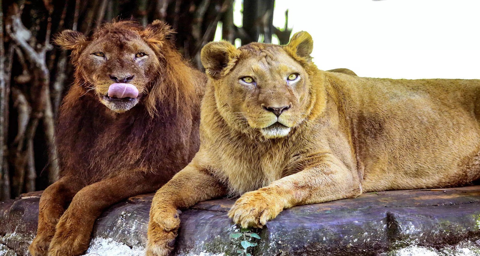 Chief Minister gave new names to two lions of Bengal Safari Park