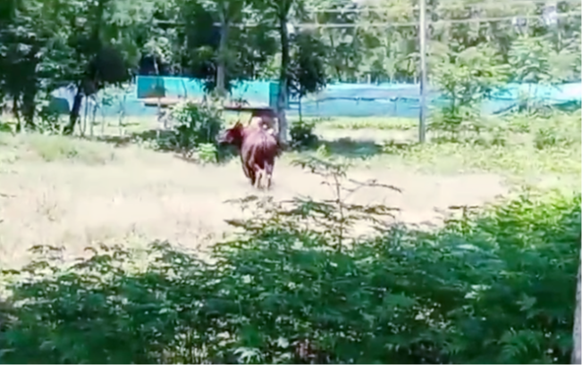 Bison entered the area, panic spread in Naxalbari