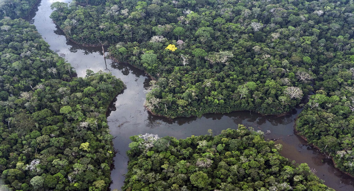 Amazon Conservation: Brazil’s Largest Reforestation Effort Begins