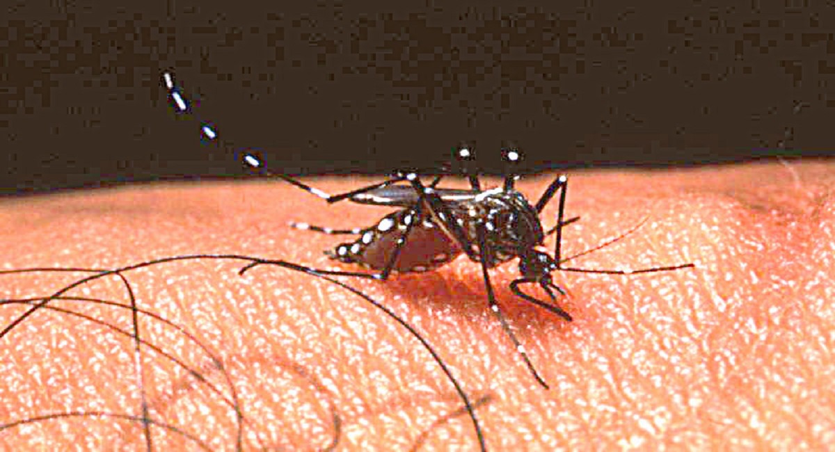 Dengue Surge Prompts Global Health Alert and Regional Action