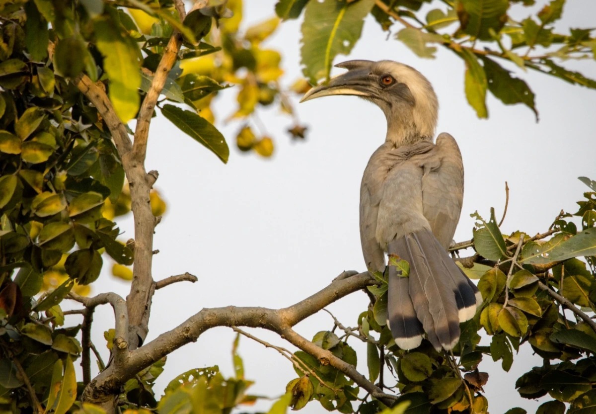 Rare birds documented during a backyard count in Dzongu Hills