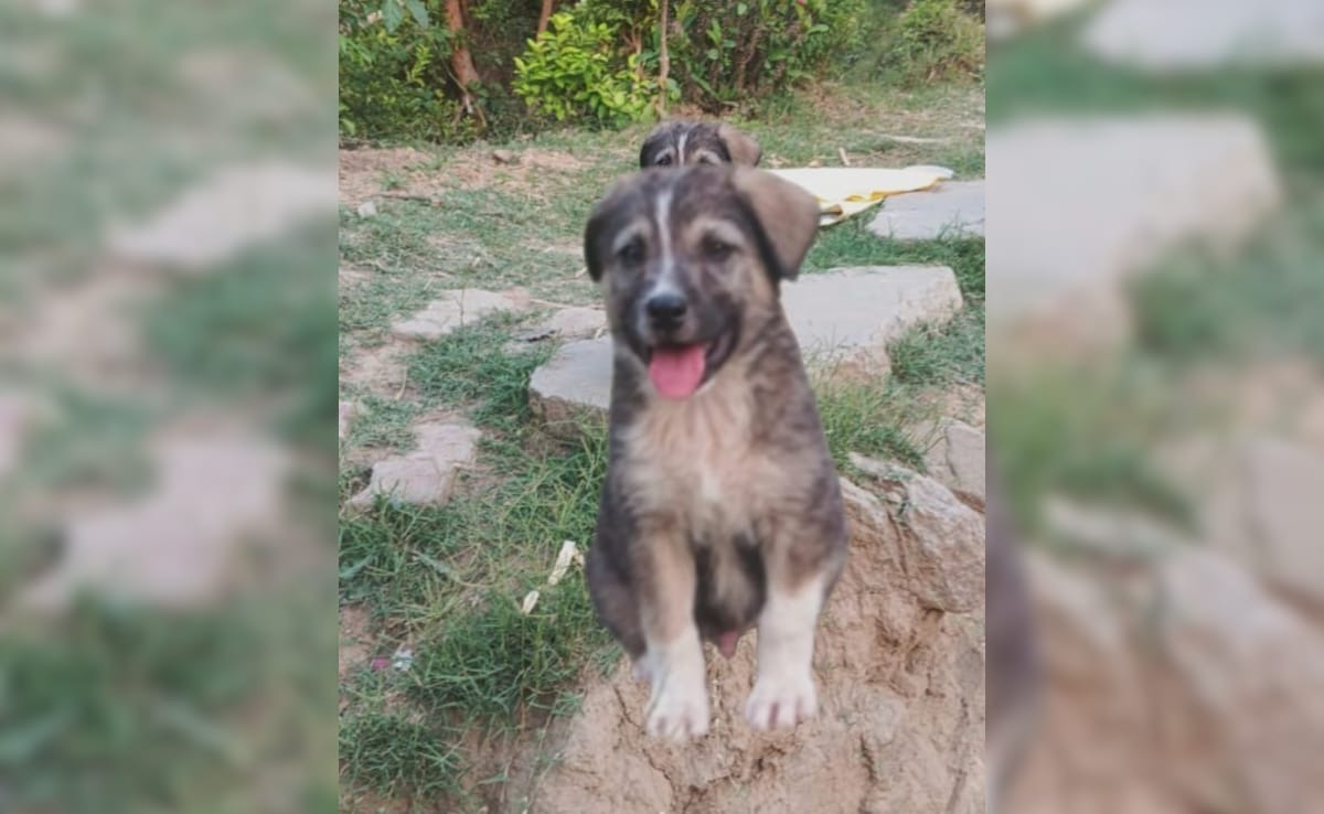 Hero dog saves 67 lives in Mandi village landslide alert