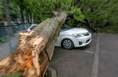 If A Tree Falls On My Car Due To Heavy Rains, Will That Be Covered Under An Insurance Policy?
