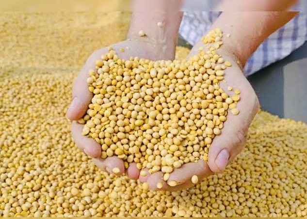 Guarseed futures prices upsurge due to spot demand