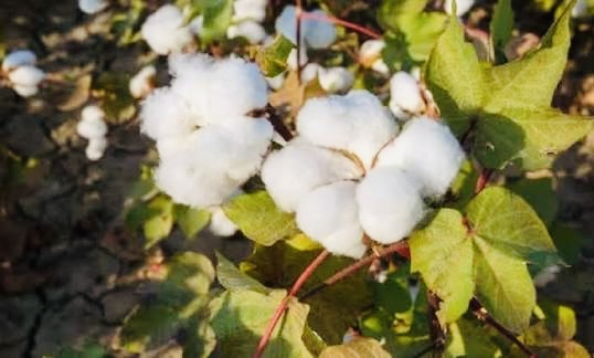 Cottonseed oil futures prices declined due to weak demand