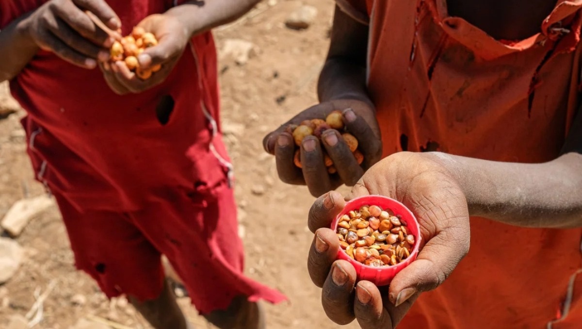 World Food Crisis Deepens — Over 800 Million People Affected in 2025