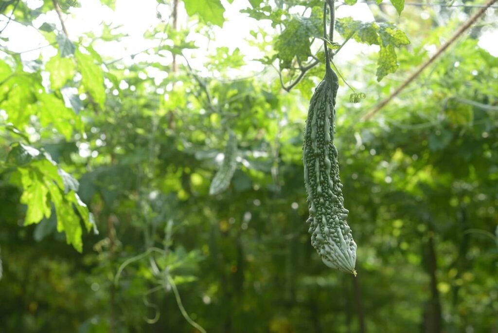 Successful Bitter Gourd Farming Story Emerge from Jashore